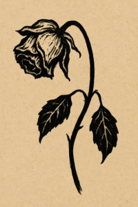 A black withered Labour rose
